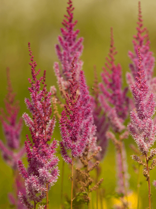 Astilbe chinensis Purperkerze